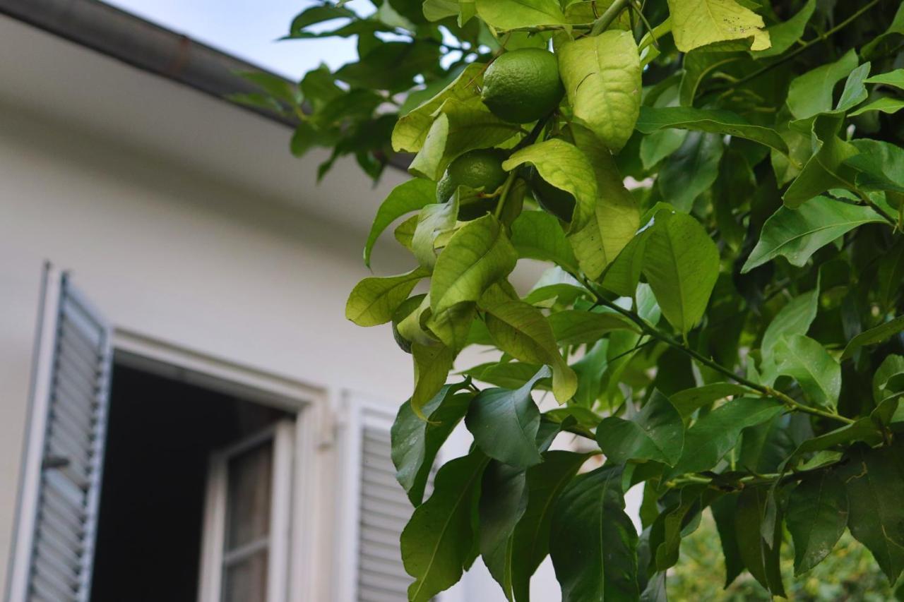 Lemon Tree Villa Kotor Exterior photo